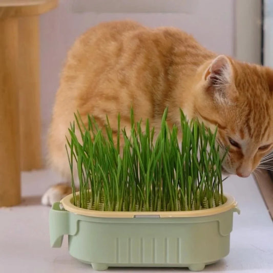 Hydroponic Cat Grass Growing Kit