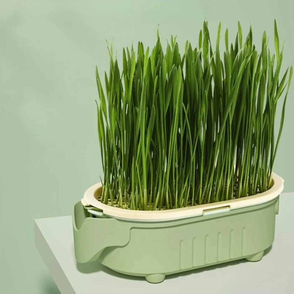 Hydroponic Cat Grass Growing Kit
